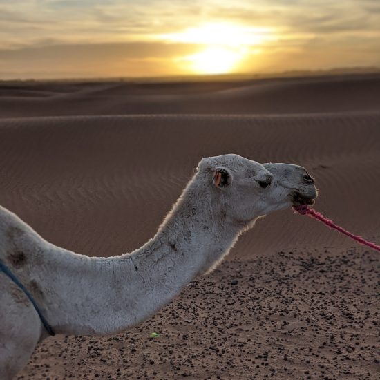 South to North Morocco Tour 10 Days gallery