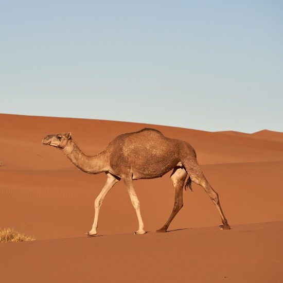 5-day Sahara Desert Tour from Marrakesh to Fes gallery