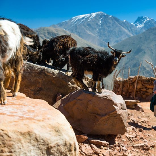 Marrakesh - Imlil 1 Day Tour Gallery