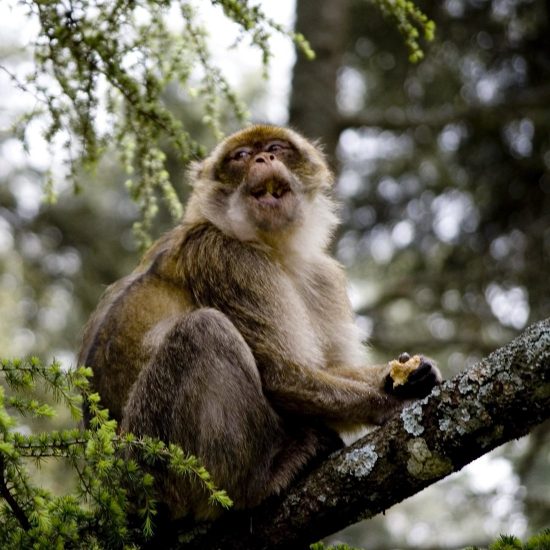 Moroccan Explorer Tour 10 Days gallery