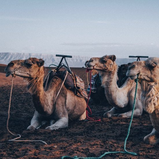 Sahara Desert Tour from Fes to Marrakesh 3 Days